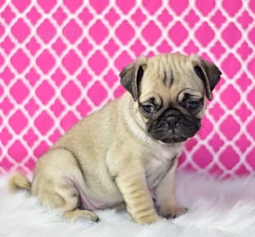   Prod�m Mopy �t��ata s PP