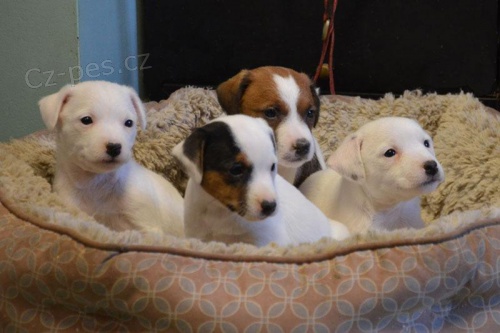 Jack russell terier klučík   Jack russell terier klučík