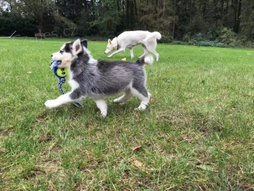 �t���tka sibi�sk�ho husky pro adopci. kontakt pro v�ce informac� a obr�zk�
