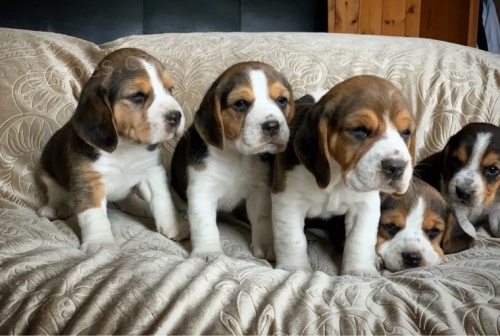 Štěňata Beagle jsou k dispozici na prodej Štěňata Beagle jsou k dispozici na prodej