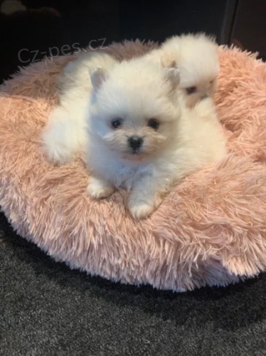 Pomeransk�/n�meck� �picov� �t��atat