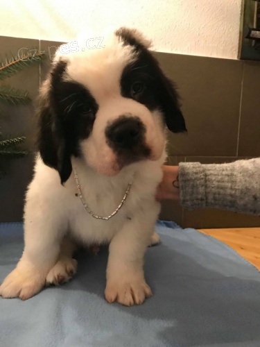 �t��ata svat�ho bernarda dostupn�