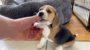 úžasná štěňátka beagle úžasná štěňátka beagle