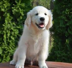 štěňata zlatého retrívra štěňata zlatého retrívra