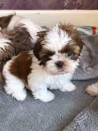 roztomilá štěňata shih-tzu roztomilá štěňata shih-tzu