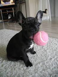 francouzský buldok štěňata k adopci francouzský buldok štěňata k adopci