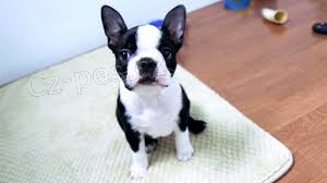 štěňata boston teriér k adopci štěňata boston teriér k adopci