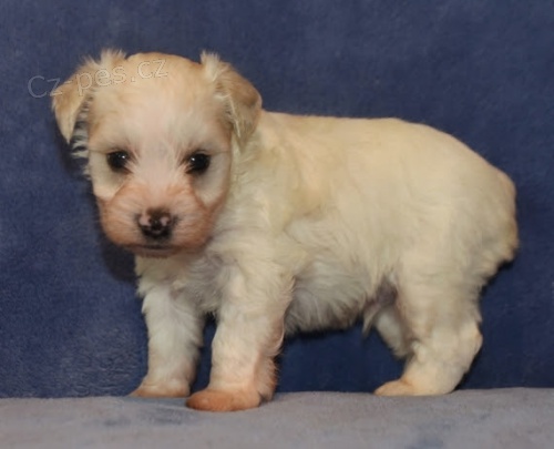 samci a samice �t��at miniaturn�ch kn�ra��