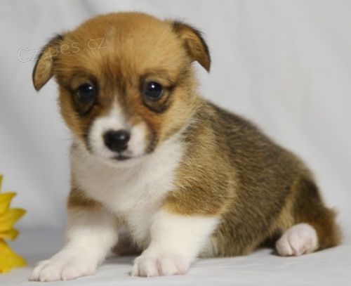 Kr�sn� o�kovan� Pembroke Welsh Corgis