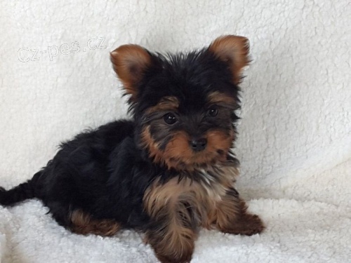Jorkšírský teriér Jorkšírský teriér