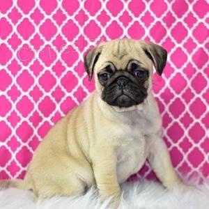 roztomilý mops štěňata roztomilý mops štěňata