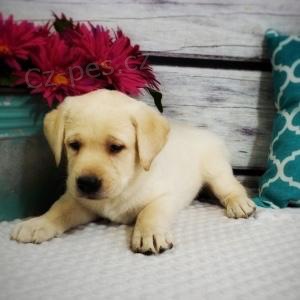 úžasný labradorský retrívr úžasný labradorský retrívr