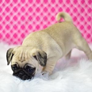 roztomilý mops štěňata roztomilý mops štěňata