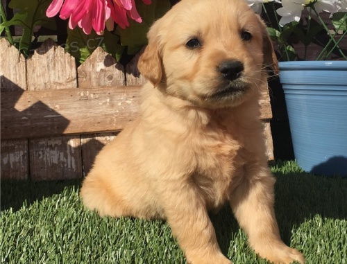 zlatý retrívr štěňata zlatý retrívr štěňata