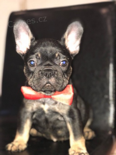 Francouzsk� buldo�ek s pp