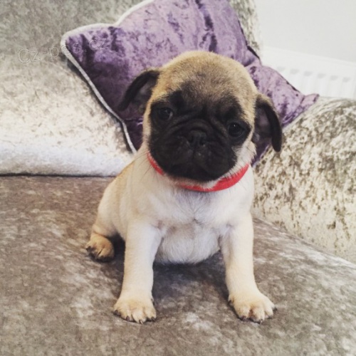 MOPSICI MOPSICI