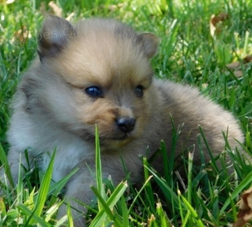 N�meck� �pic / pomeranian