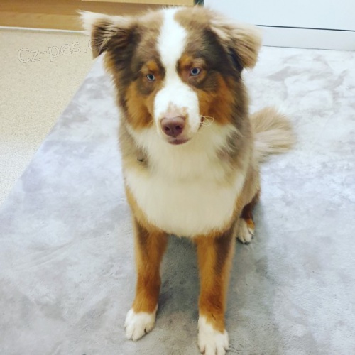 Kr�sn� australsk� ov��k p�ipraven 13 t�dn�