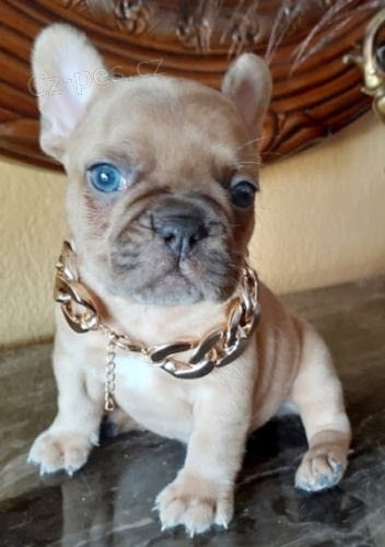 Francouzsky buldo�ek stenata s PP