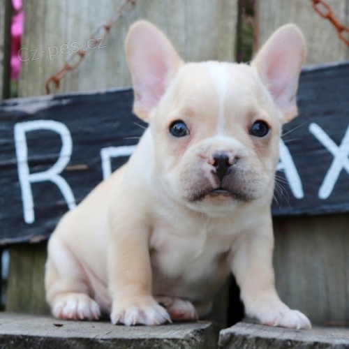 Francouzsk� buldo�ek