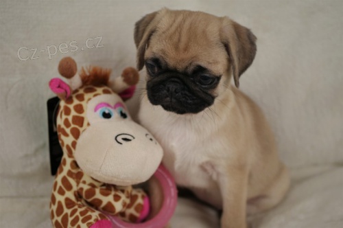 Prod�m �t��ata Mopse