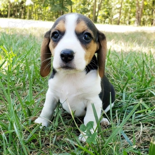 B�gl / kouzeln� trikolor �t���tka