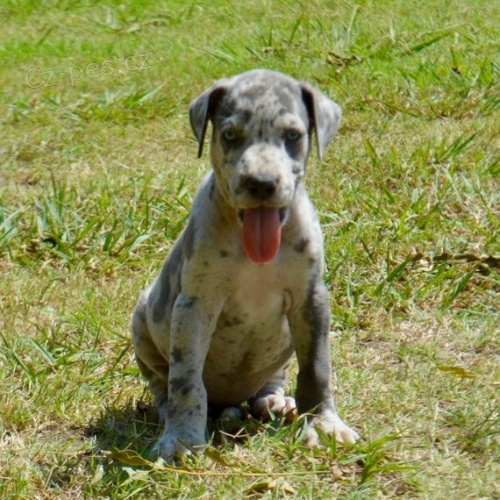 ZDRAV� �t��ata doga