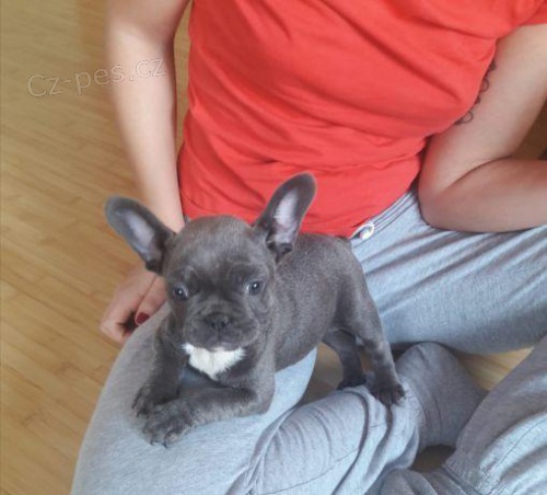 nový francouzský buldok nový francouzský buldok