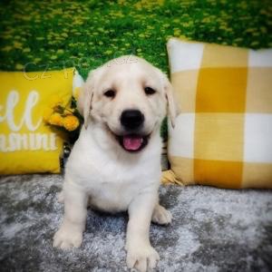 labradorský retrívr labradorský retrívr