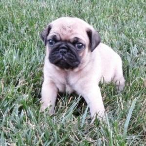 nejroztomilejší štěňata mopslíků nejroztomilejší štěňata mopslíků