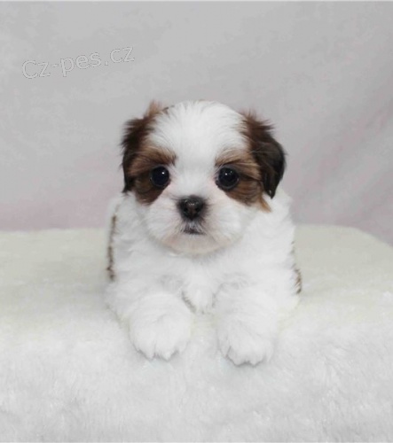štěňata shih tzu štěňata shih tzu