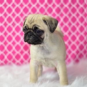 nejroztomilejší štěňata mopslíků nejroztomilejší štěňata mopslíků