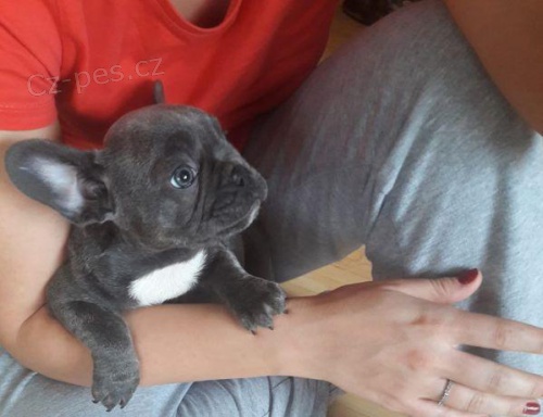 nový francouzský buldok nový francouzský buldok