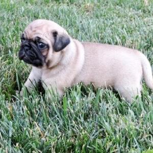 nejroztomilejší štěňata mopslíků nejroztomilejší štěňata mopslíků