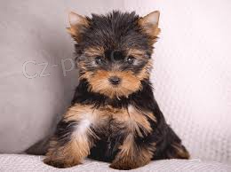 Yorkshire šálek Yorkshire šálek