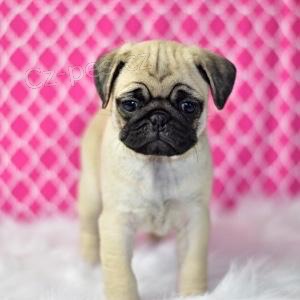 nejroztomilejší štěňata mopslíků nejroztomilejší štěňata mopslíků