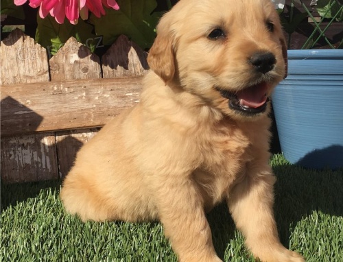 Zlatý retriever Zlatý retriever