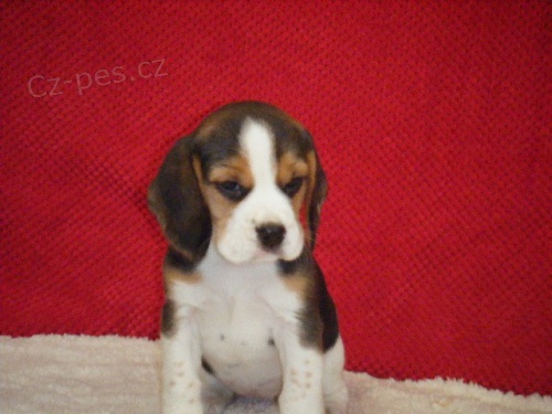 štěňata Beagle!!   štěňata Beagle!!