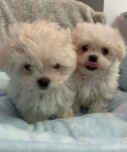 Krásný chlapec a dívka maltská štěňata Krásný chlapec a dívka maltská štěňata