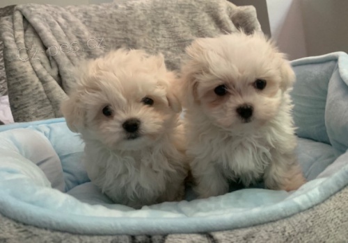 Krásný chlapec a dívka maltská štěňata./. Krásný chlapec a dívka maltská štěňata./.