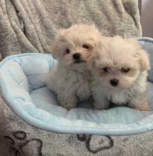 Krásný chlapec a dívka maltská štěňata<< Krásný chlapec a dívka maltská štěňata<<