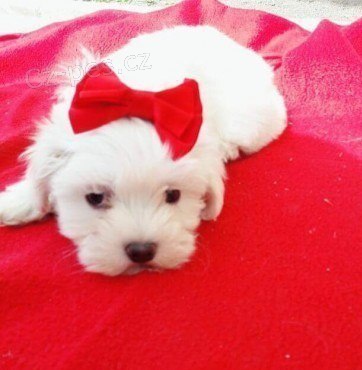 Krásný chlapec a dívka maltská štěňata<??/ Krásný chlapec a dívka maltská štěňata<??/