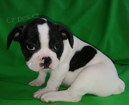 Vynikající štěňata francouzského buldočka Vynikající štěňata francouzského buldočka