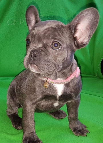 Vynikající štěňata francouzského buldočka... Vynikající štěňata francouzského buldočka...