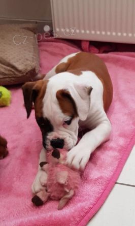 K dispozici dvě štěňata boxera K dispozici dvě štěňata boxera