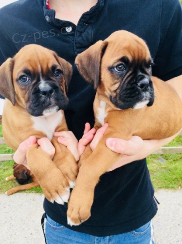 Čistokrevná štěňata boxera Čistokrevná štěňata boxera
