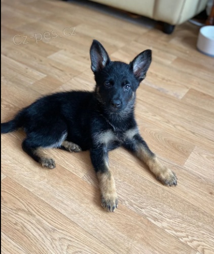 Německý ovčák štěně na prodej./. Německý ovčák štěně na prodej./.