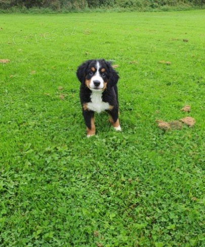 Bern�t� sala�ni�t� psi na prodej//