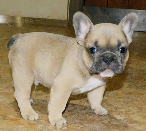 Francouzsk� buldo�ek 