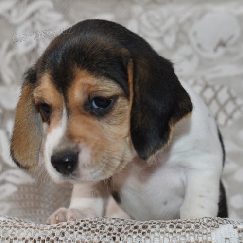 �t�n�tko b�gla